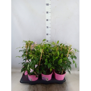 Pandorea jasminoides