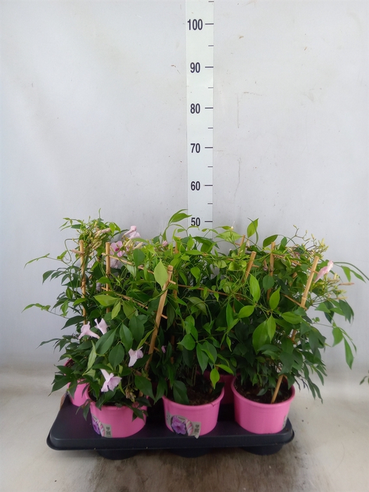 <h4>Pandorea jasminoides</h4>