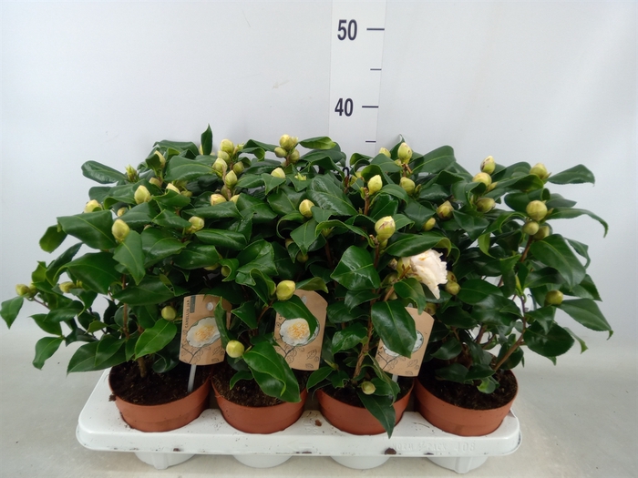 <h4>Camellia japonica 'Brushfield Yell'</h4>