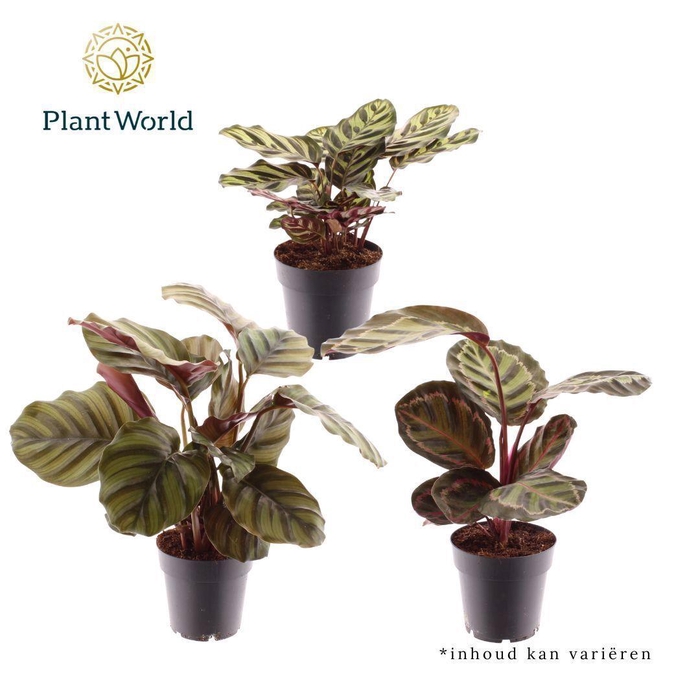 <h4>Calathea gemengd</h4>