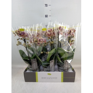 Phalaenopsis multi.   ...yellow