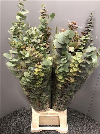 Euca Ovata Autunno 200gr