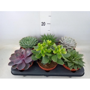Succulents   ...mix 6