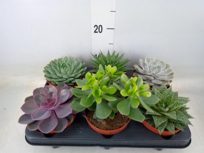 <h4>Succulents   ...mix 6</h4>