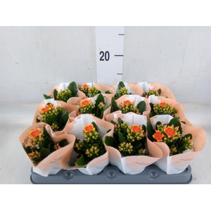 Kalanchoe blos. 'African Robbie'