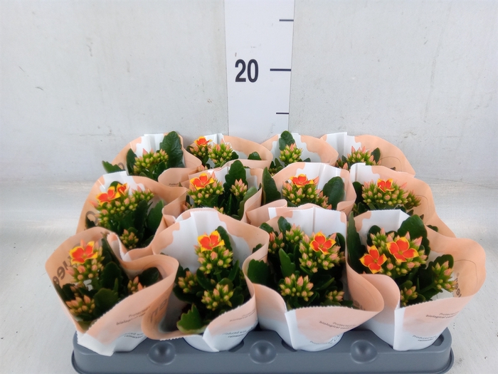 <h4>Kalanchoe blos. 'African Robbie'</h4>