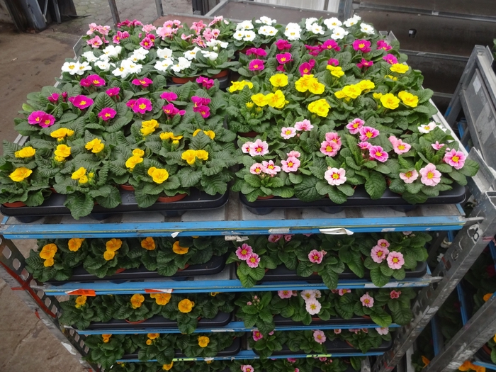 <h4>PRIM AC MIXK</h4>