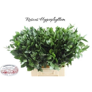 Ruscus Hypophyllum