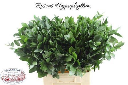 <h4>Ruscus Hypophyllum</h4>