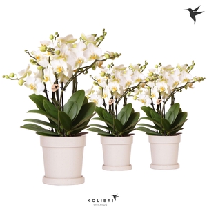 Kolibri Orchids Phalaenopsis Lausanne 6spike in Flower pot sand