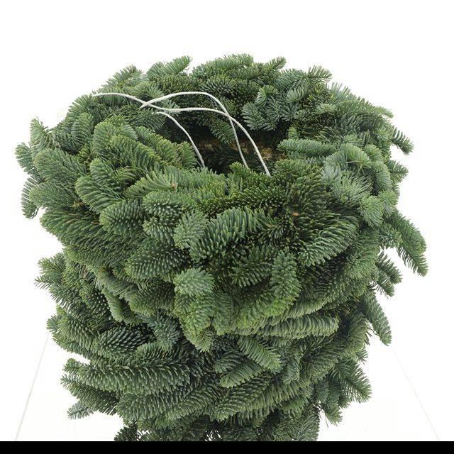 <h4>NOBILIS-KRANS H%</h4>