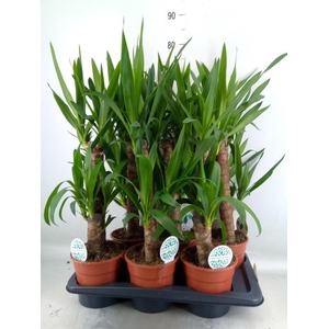 Yucca   ...