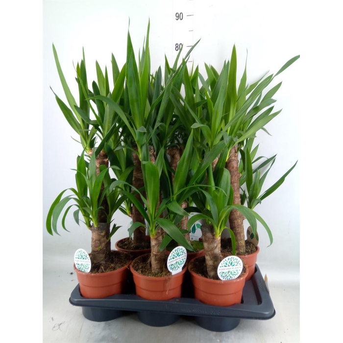 <h4>Yucca   ...</h4>