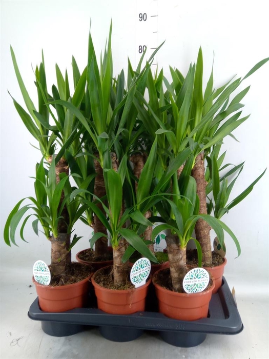 <h4>Yucca   ...</h4>