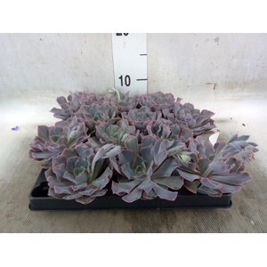 Echeveria   ...