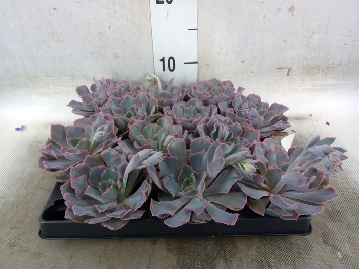 <h4>Echeveria   ...</h4>