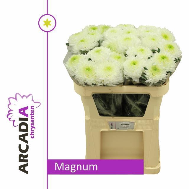 <h4>CHR G MAGNUM ANGEBOT</h4>