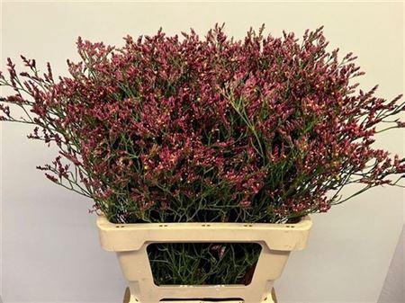 <h4>Lim Sin Scarlet Diamond</h4>