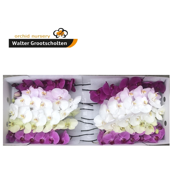 <h4>Phalaenopsis mix (per stem)</h4>