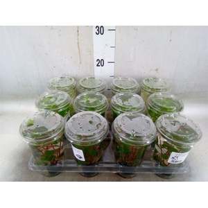 Aquariumplanten   ...mix