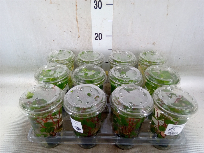 <h4>Aquariumplanten   ...mix</h4>