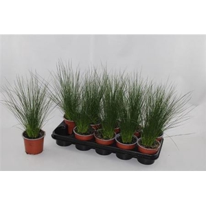 Juncus Penc Grass