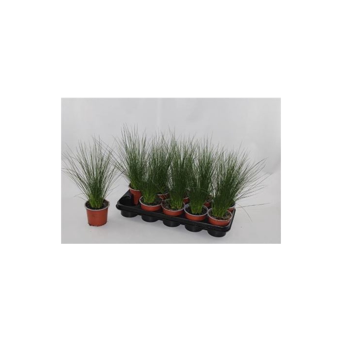 <h4>Juncus Penc Grass</h4>