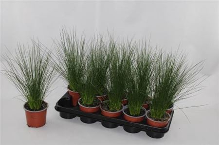 Juncus Penc Grass