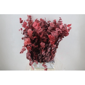 Pres Euca Stuartiana Red 150 Gr P Bunch