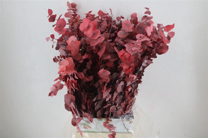 <h4>Pres Euca Stuartiana Red 150 Gr P Bunch</h4>