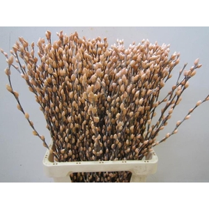 Salix Katje Zalm L70
