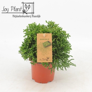 Rhipsalis hatiora