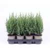 Juniperus chinensis Stricta