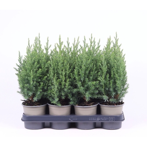 Juniperus chinensis Stricta