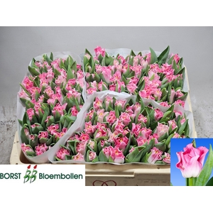 TU CO CROWN  DYNASTY