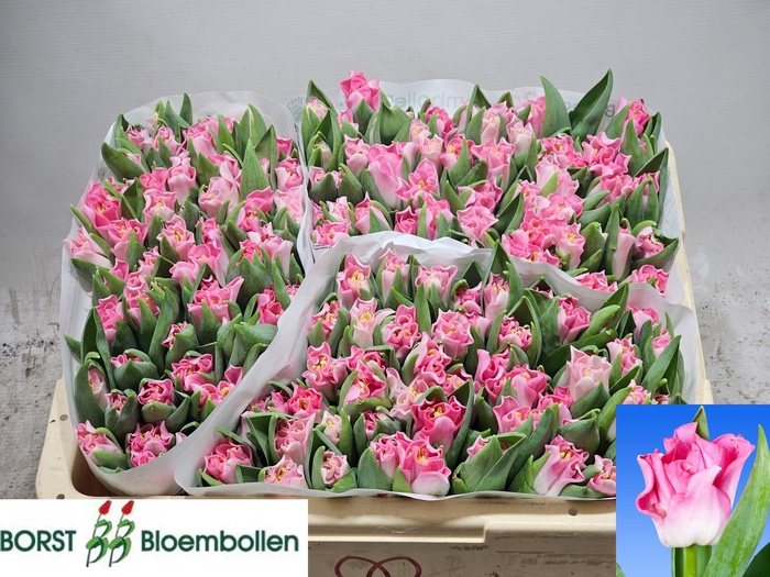 <h4>TU CO CROWN  DYNASTY</h4>