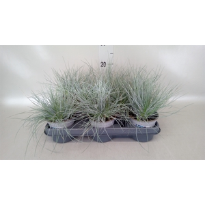 Festuca glauca