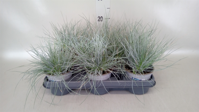 Festuca glauca