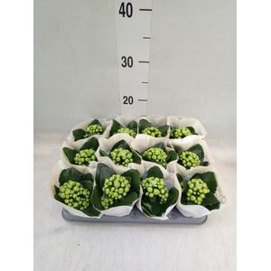 Kalanchoe  'MoreFlow Paris'