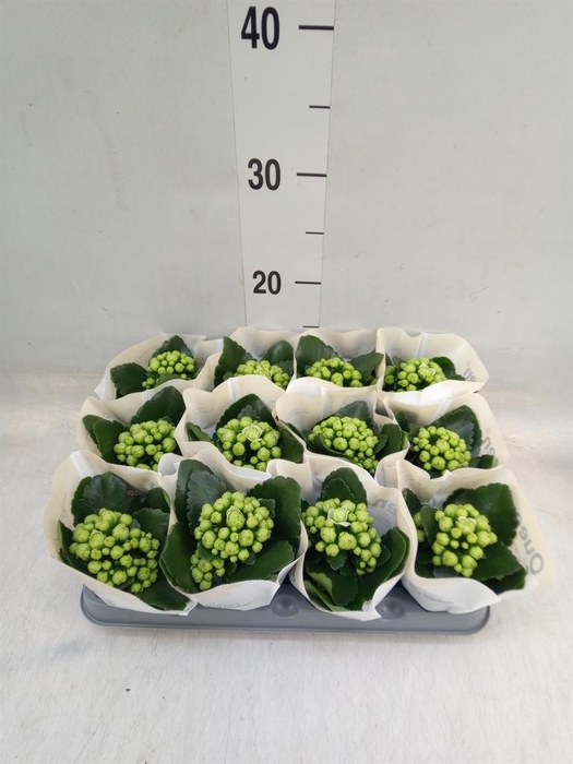 <h4>Kalanchoe 'MoreFlow Paris'</h4>