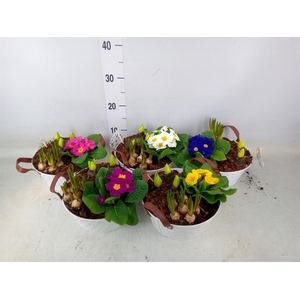 Arr.   Tuinplanten L%