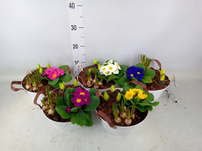 <h4>Arr.   Tuinplanten L%</h4>