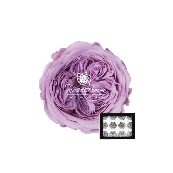 <h4>Amelia Vio03</h4>