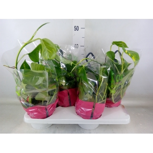 Epipremnum pinn.   HG