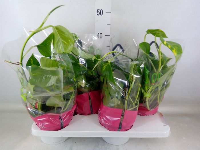 <h4>Epipremnum pinn.   HG</h4>