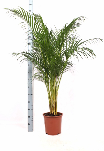 <h4>DYPSIS LUTESCENS</h4>