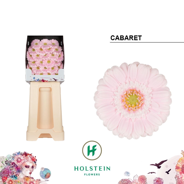 <h4>Ge Mi Cabaret</h4>
