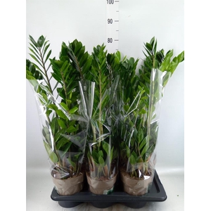 Zamioculcas zamiifolia