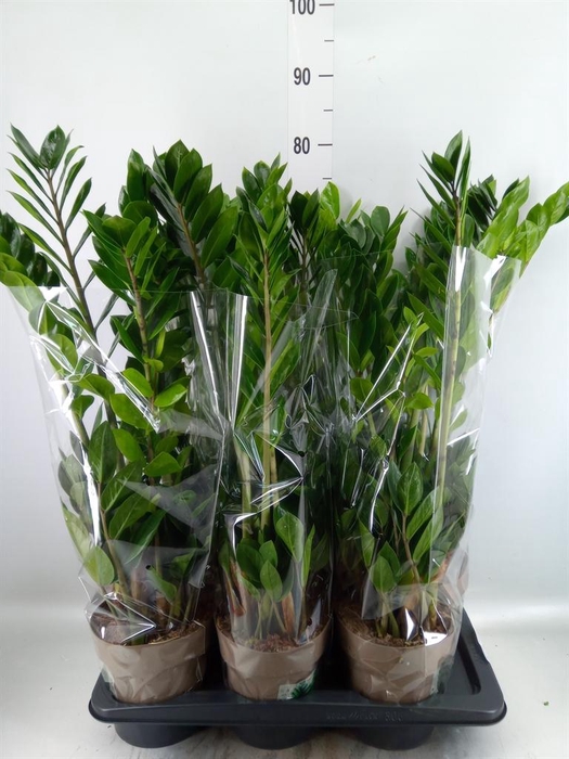 <h4>Zamioculcas zamiifolia</h4>