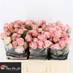 Rosa Tr Madam Bombastic